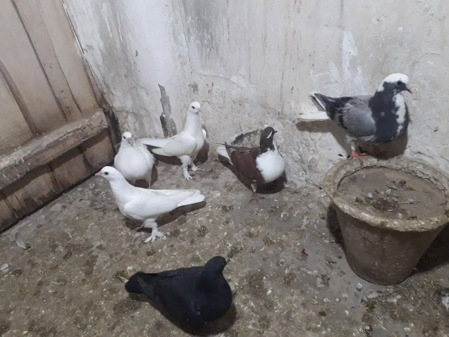 جوجه|پرنده|بناب, |دیوار