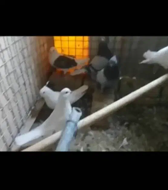 کبوتر تهرانی تیرماه پریده|پرنده|کرمانشاه, |دیوار