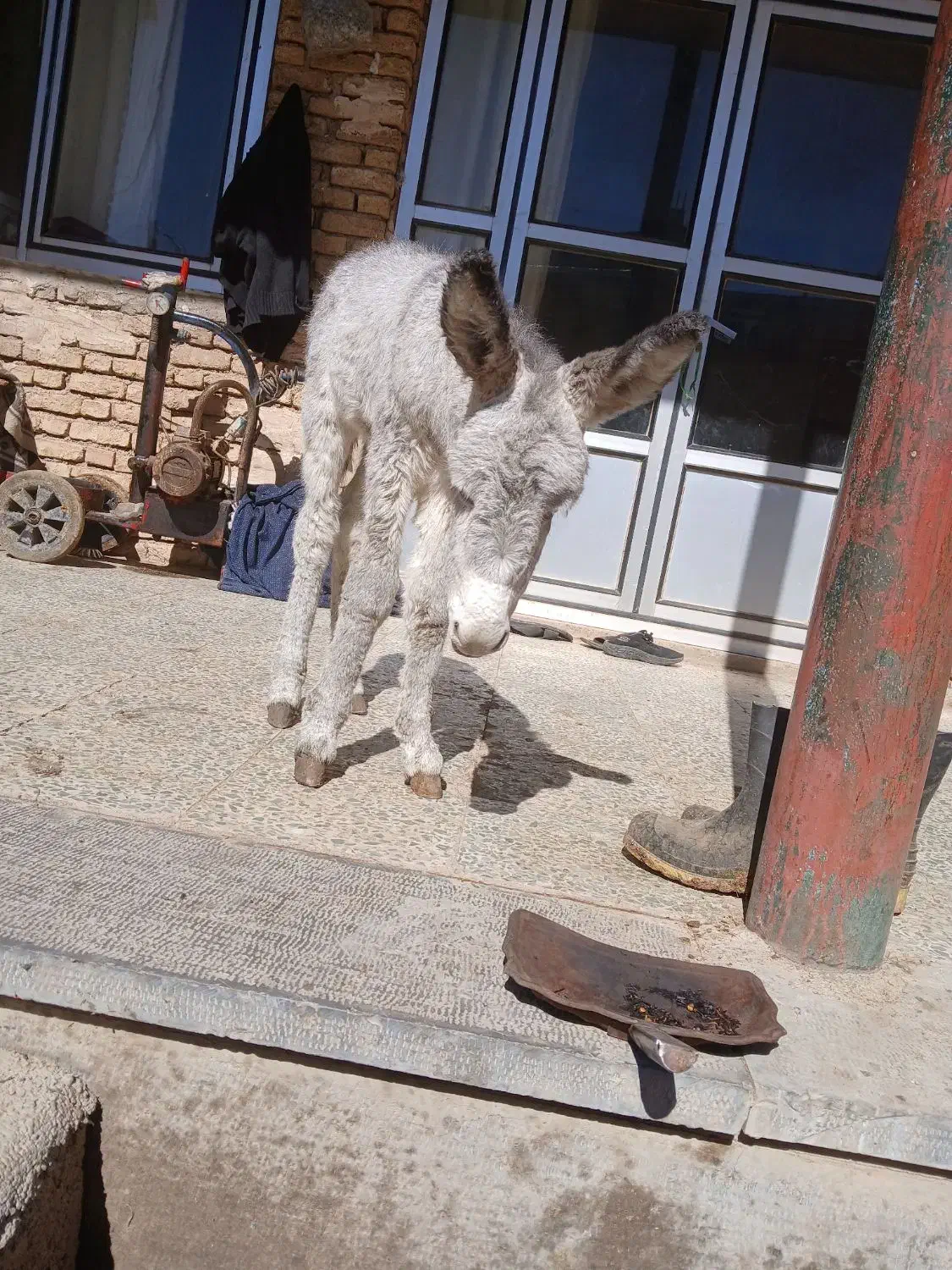 شیر الاغ|حیوانات مزرعه|لاران, |دیوار