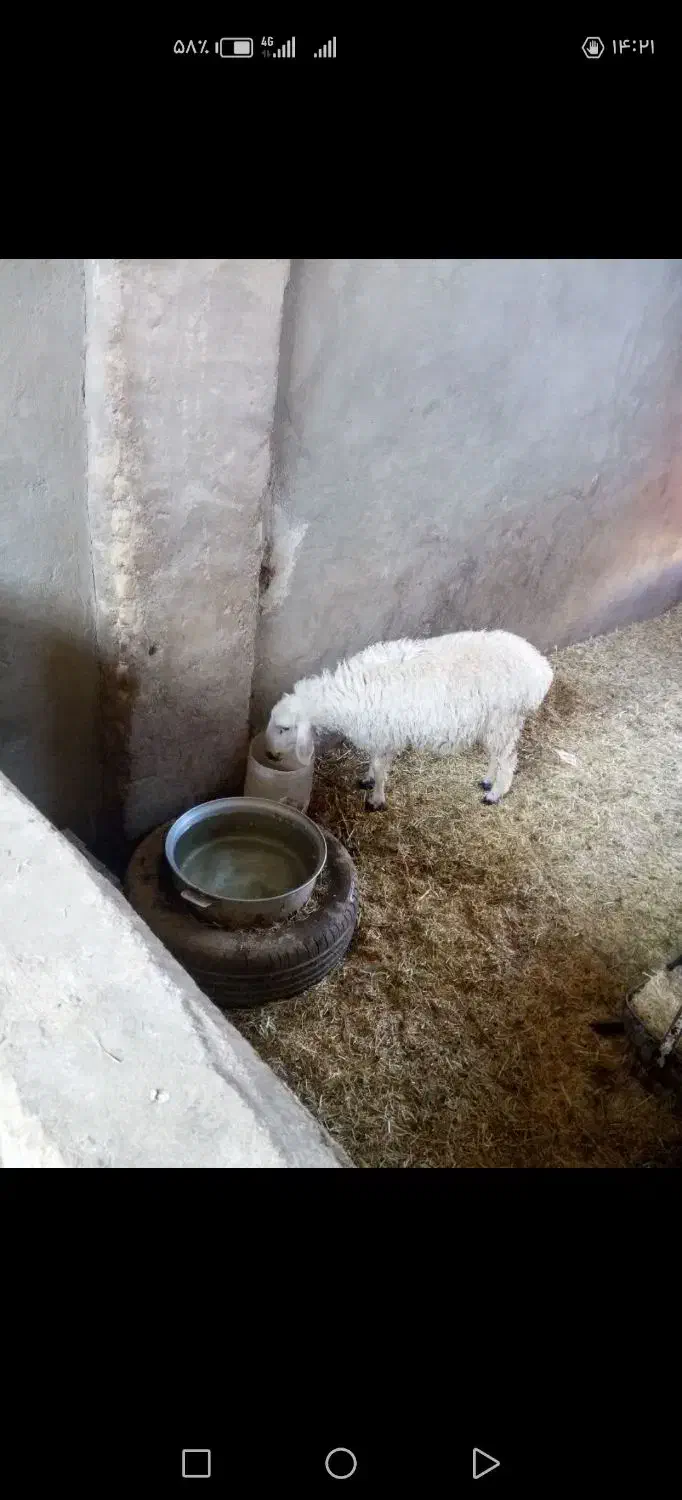 میش وبره|حیوانات مزرعه|یزد, |دیوار