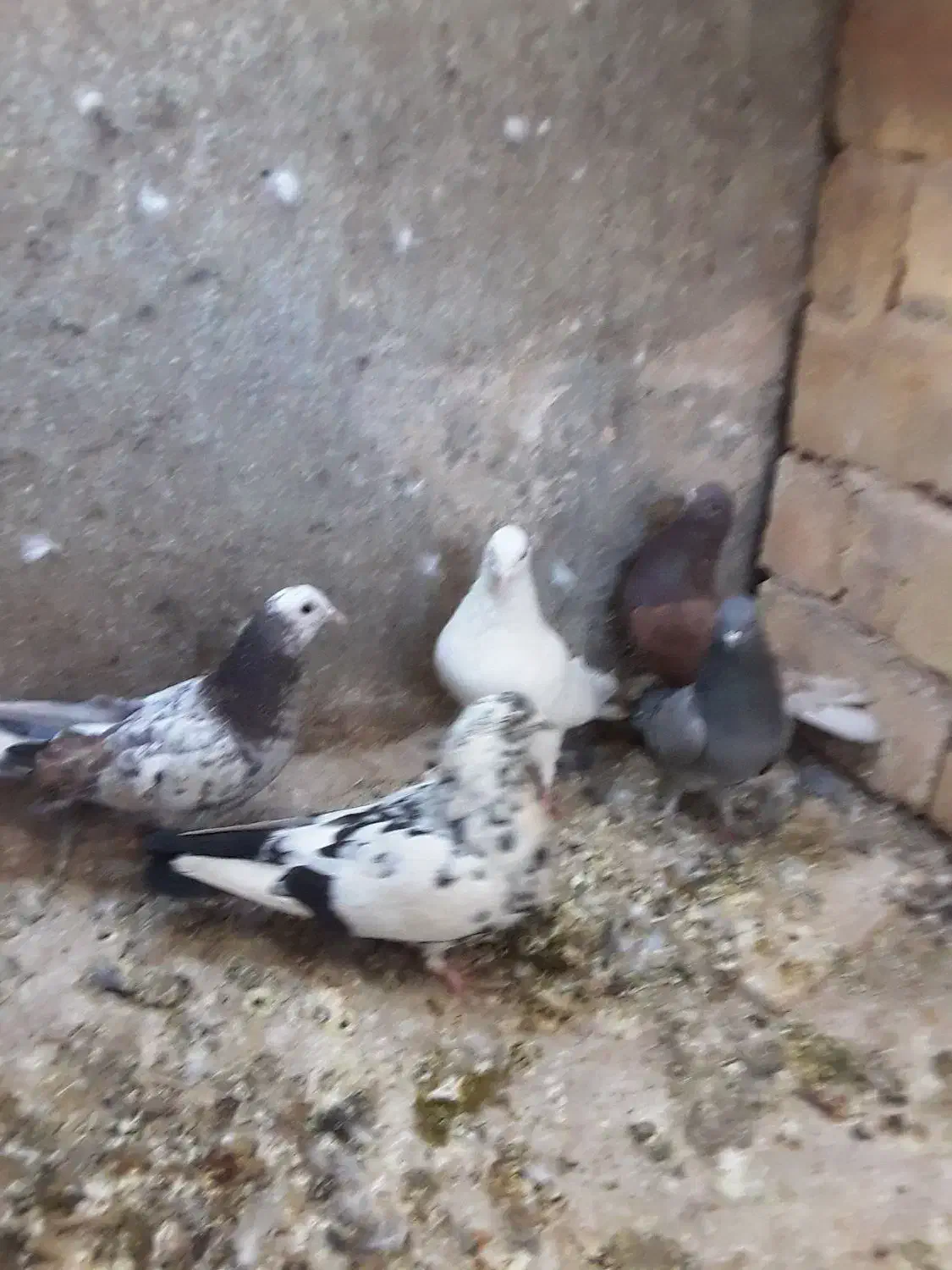 مفلق فروشی|پرنده|یزد, |دیوار