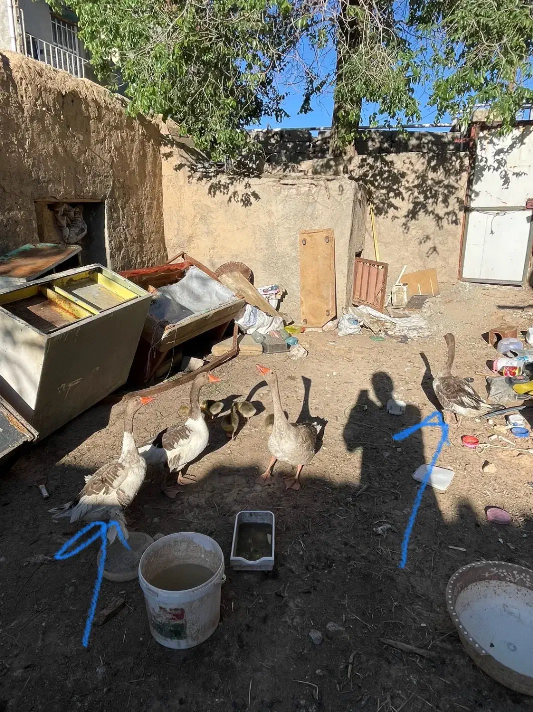 غاز|حیوانات مزرعه|ساوه, |دیوار