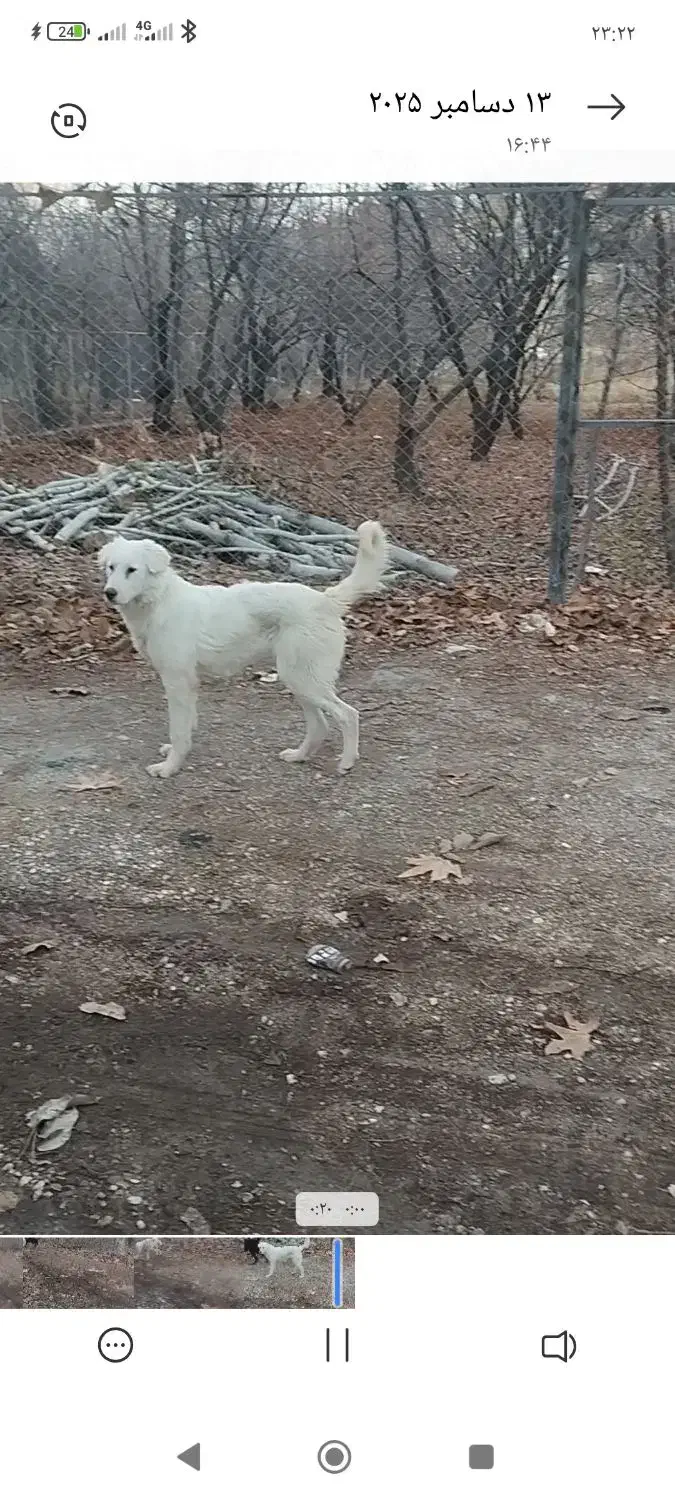 ی جفت توله ۷ماهه|سگ|سامان, |دیوار