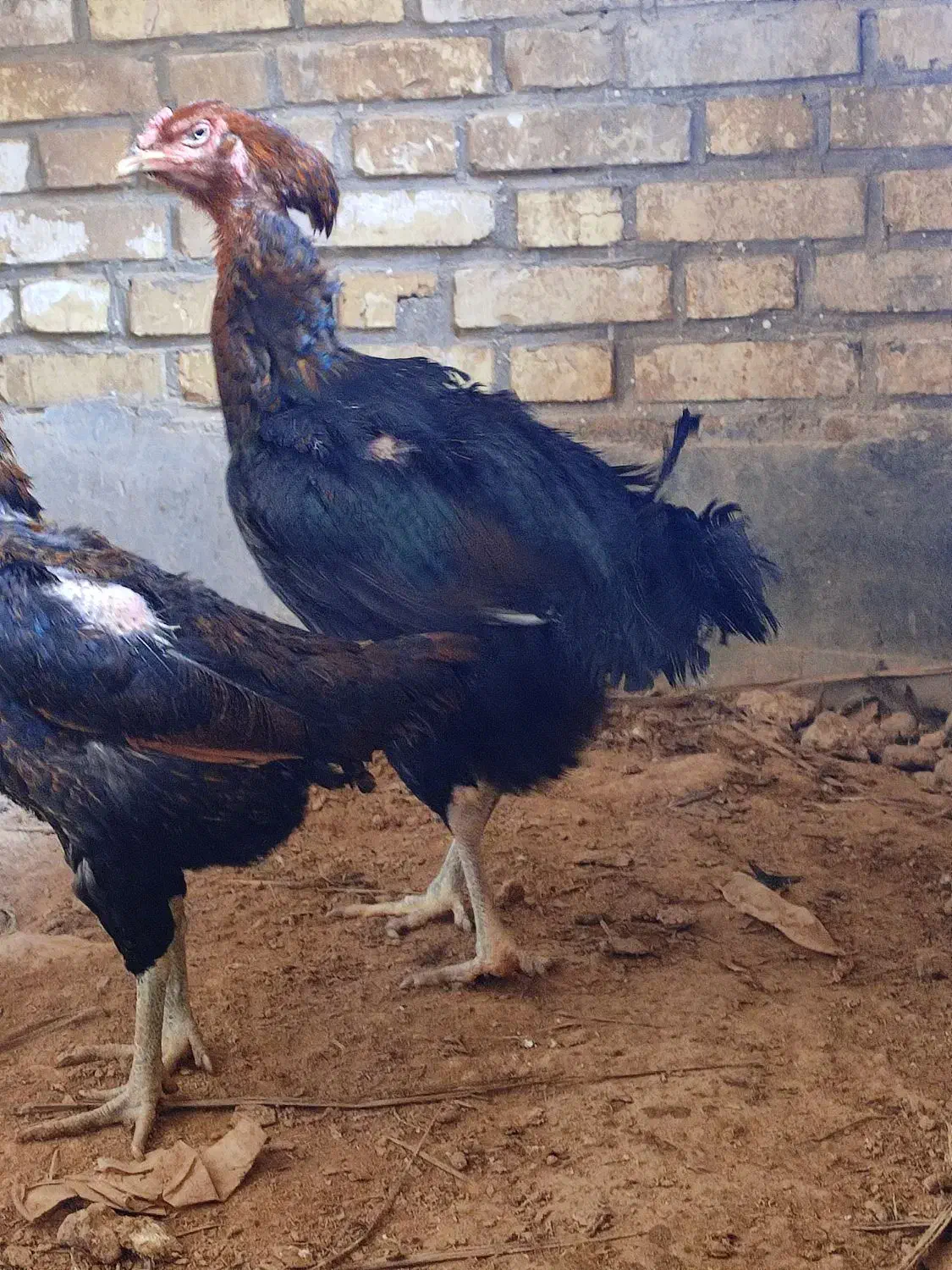 لاری|حیوانات مزرعه|گتوند, |دیوار