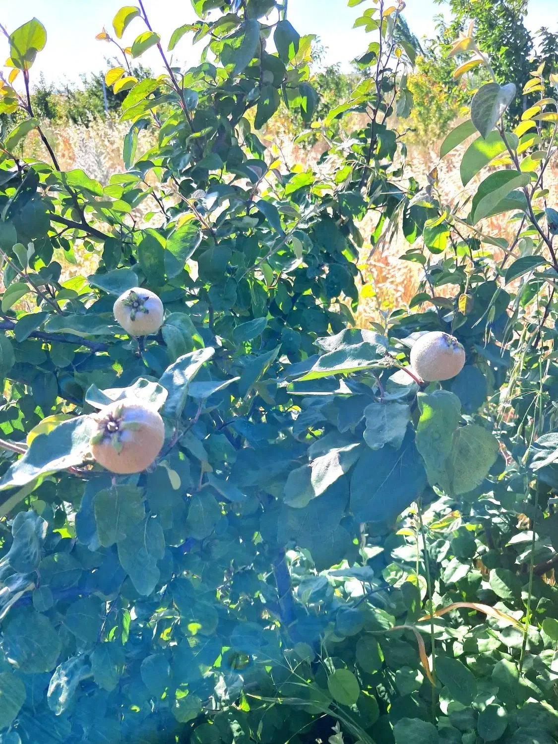 فروش استثنایی باغ سند دار در نمین معاوضه با خودرو|فروش زمین و ملک کلنگی|نمین, |دیوار