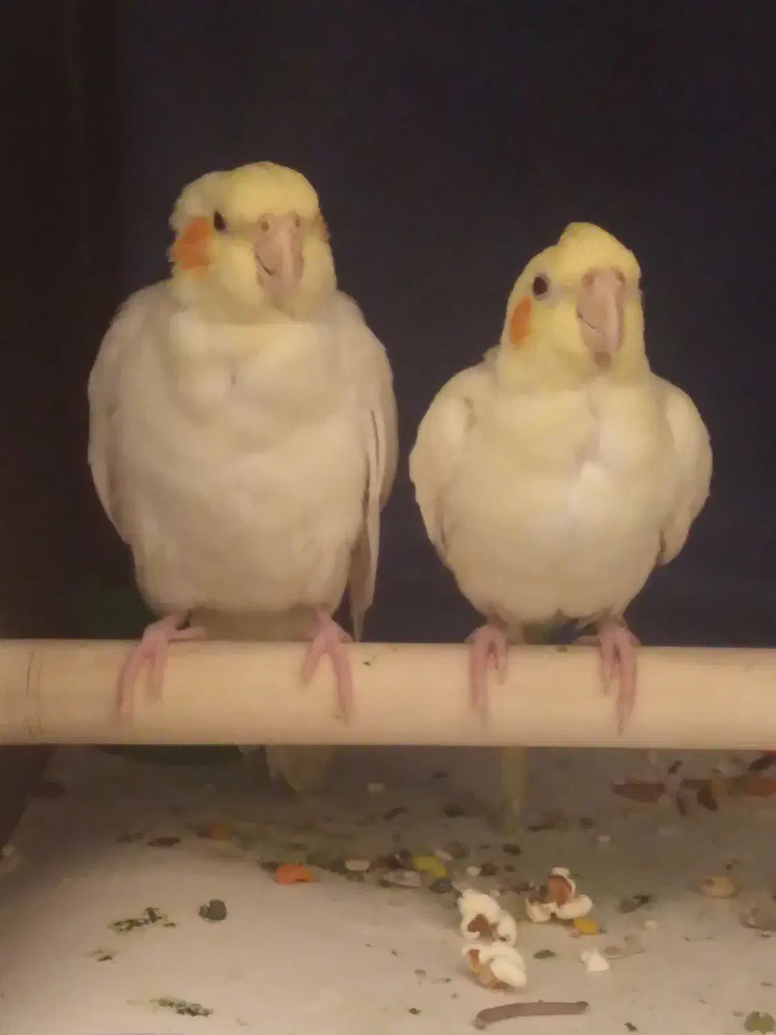 عروس هلندی دستی|پرنده|فردیس, شهرک سپاه|دیوار