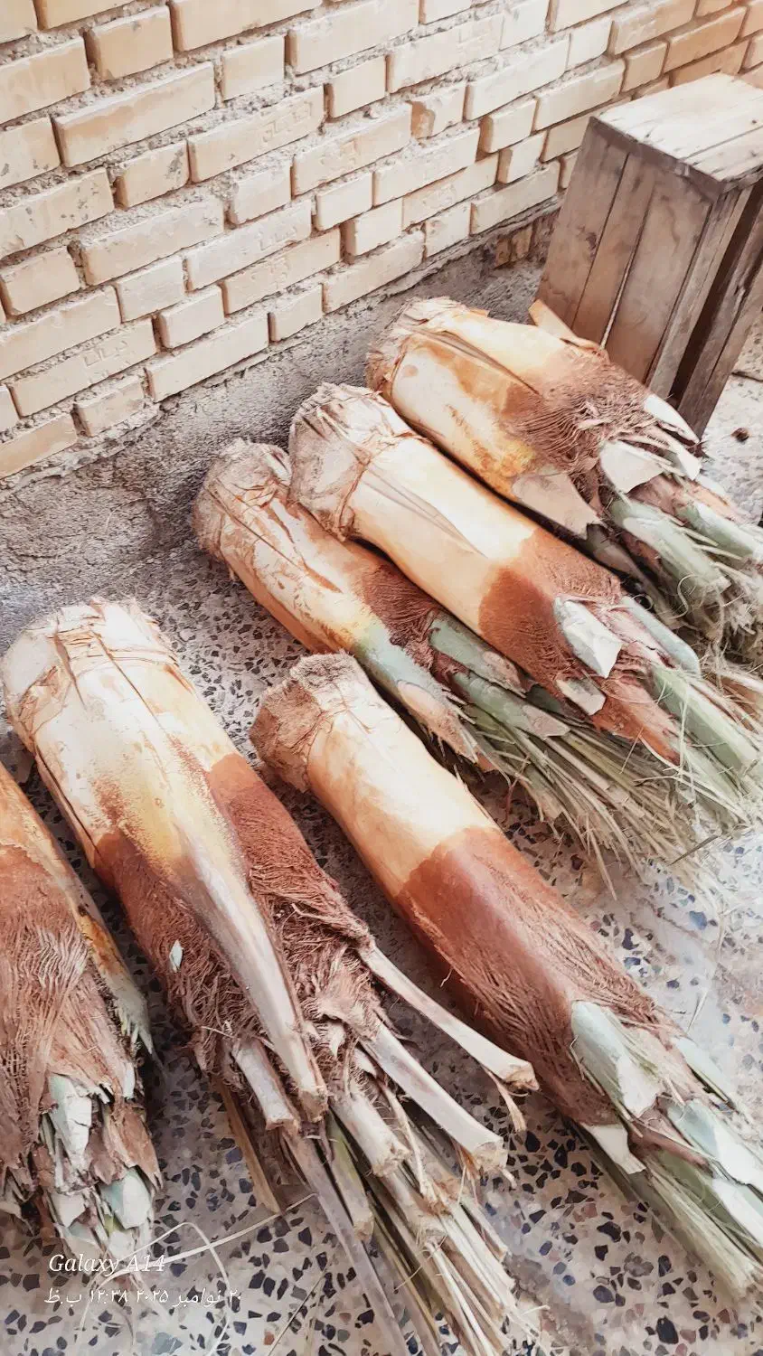 قطع نخل رایگان|خدمات باغبانی و درختکاری|شادگان, |دیوار