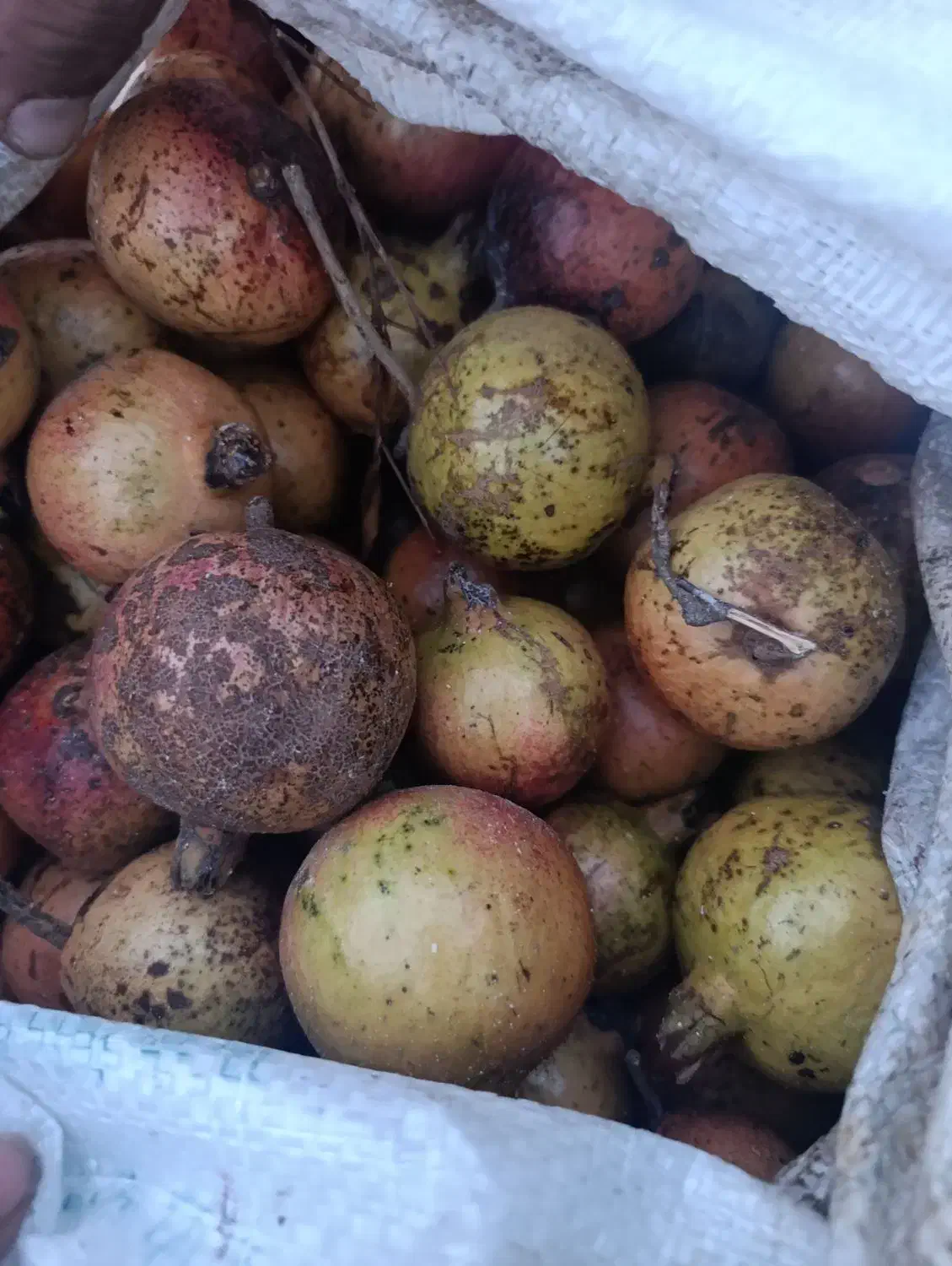 انار ترش زاغمرز|خوردنی و آشامیدنی|بهشهر, |دیوار