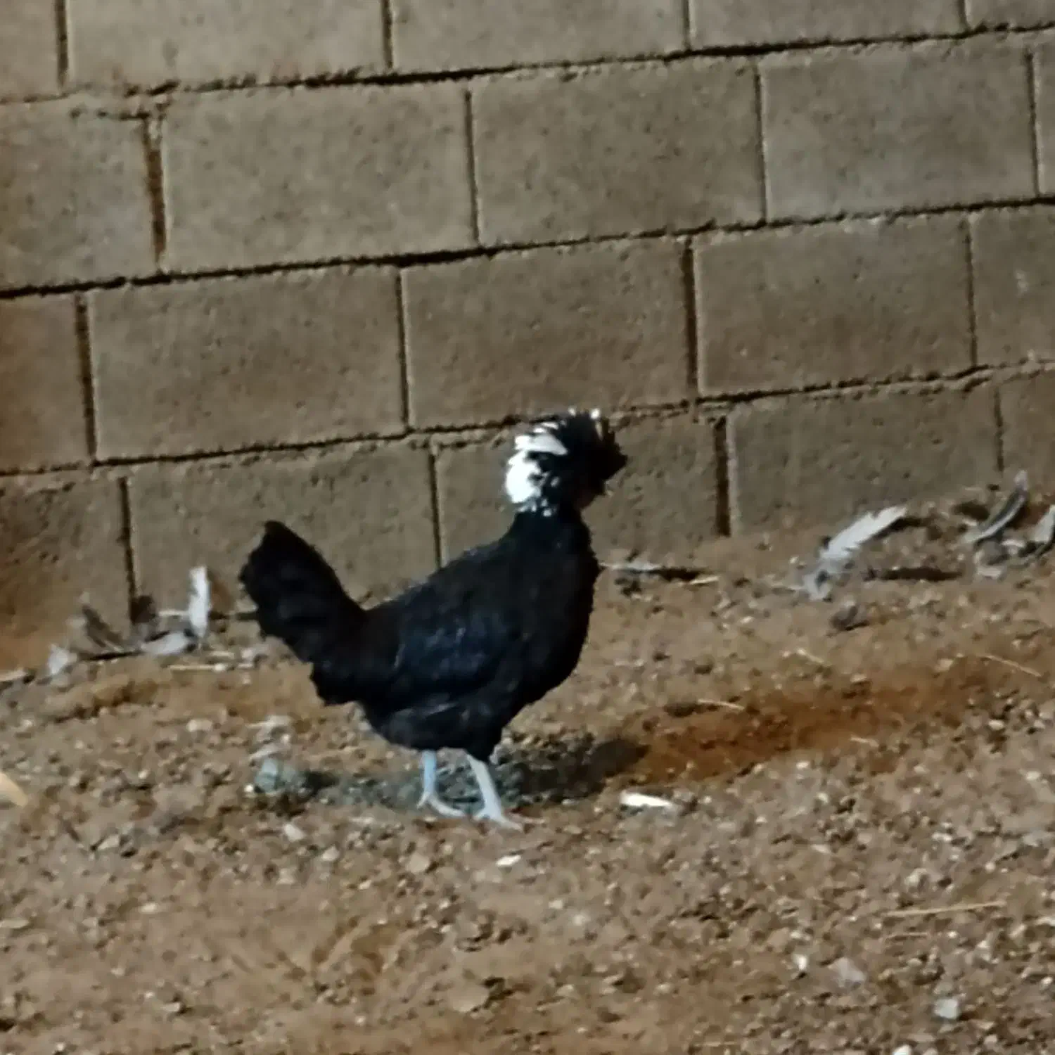 مرغ لهستانی|حیوانات مزرعه|کاشان, راوند|دیوار