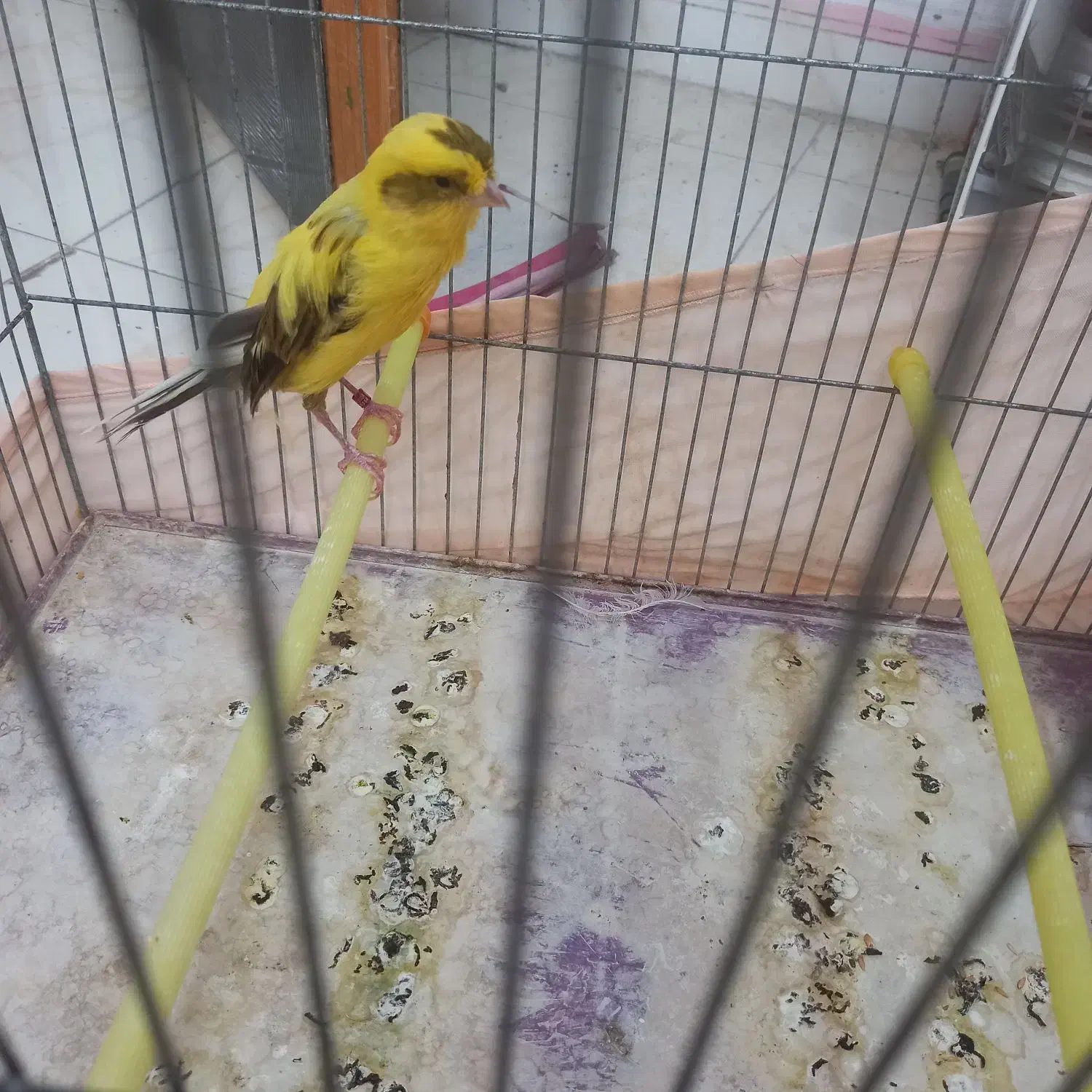 قناری رسمی بلند|پرنده|کهریزک, |دیوار