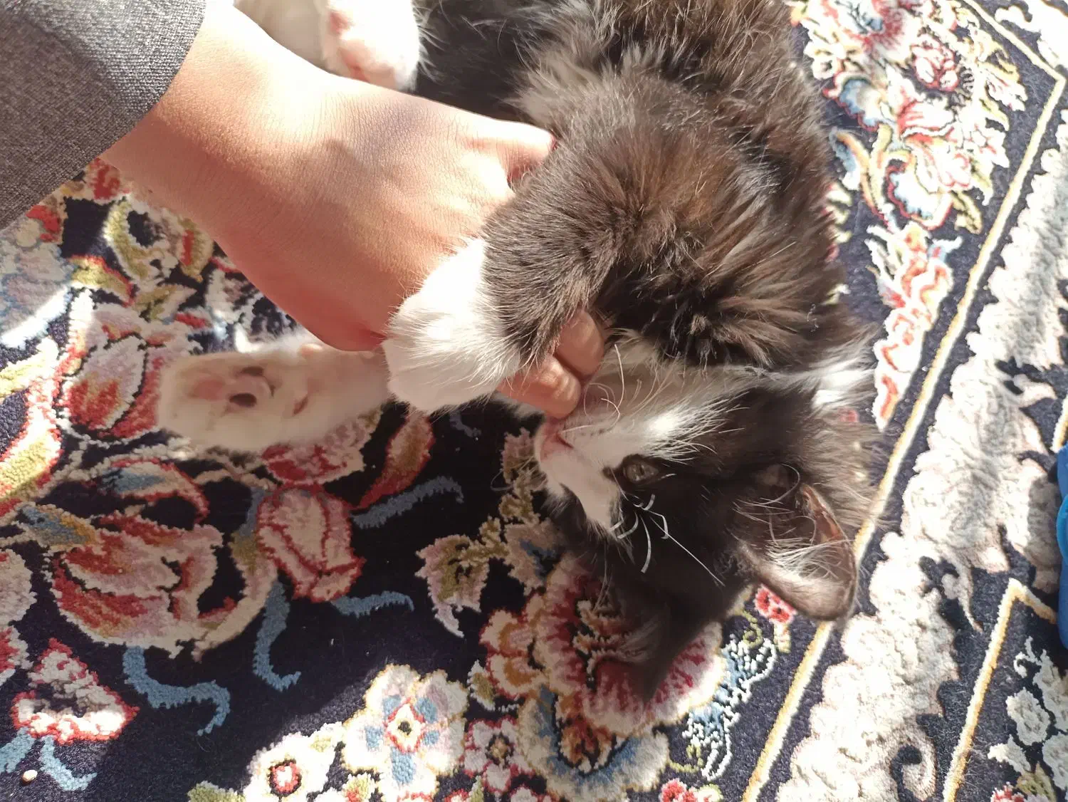 سه تا گربه ی پنج ماهه|گربه|نور, |دیوار