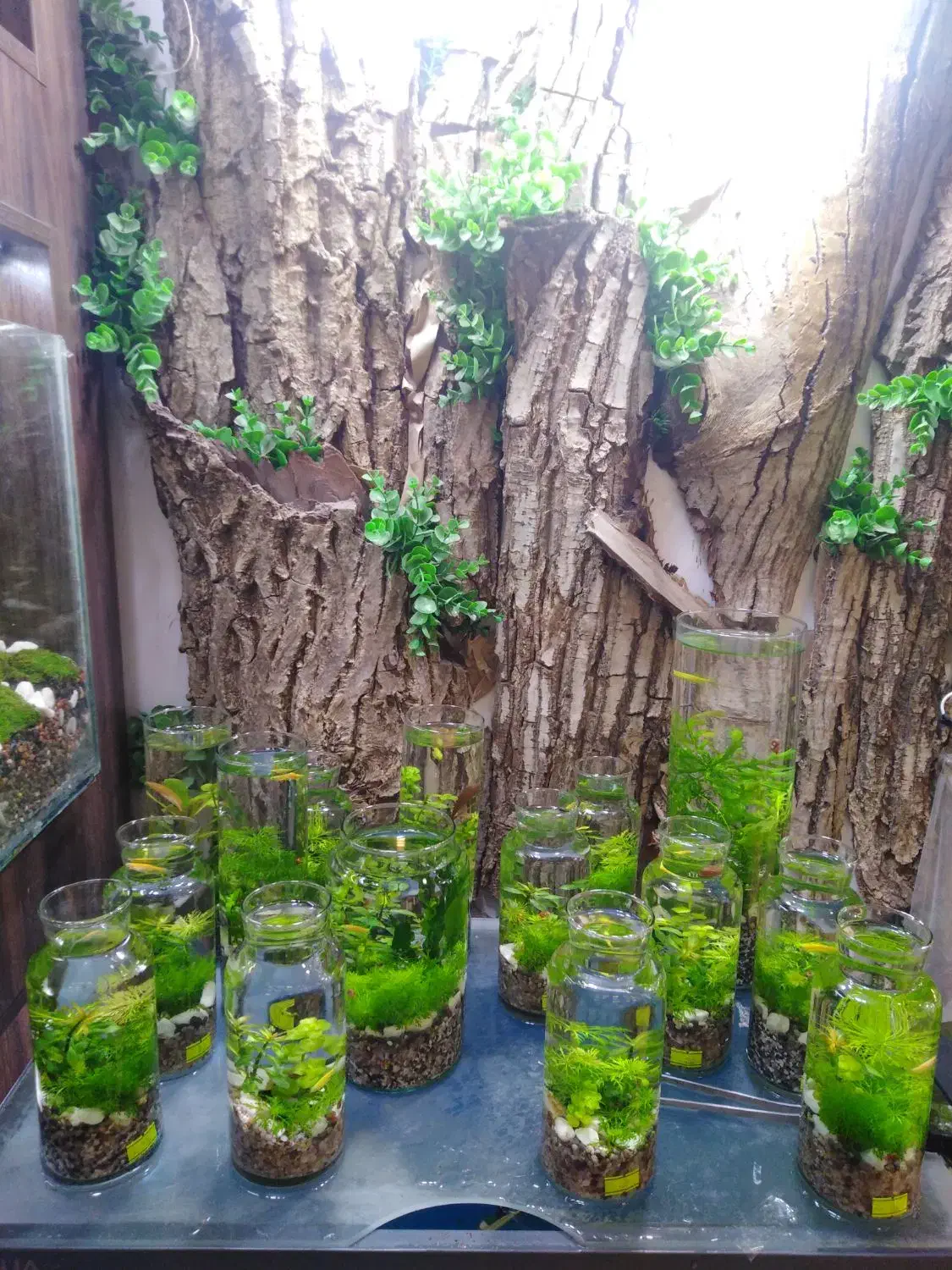 تراریوم|گل و گیاه طبیعی|قم, دورشهر|دیوار
