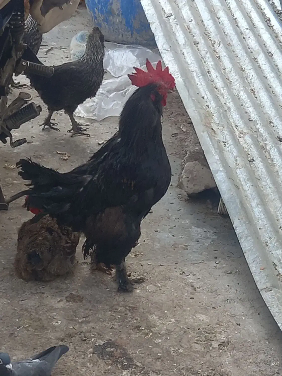 خوروس برهما و گلین|حیوانات مزرعه|شیراز, صنایع الکترونیک|دیوار