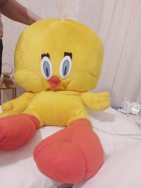 عروسک طویطی|اسباب‌‌بازی|اردبیل, |دیوار