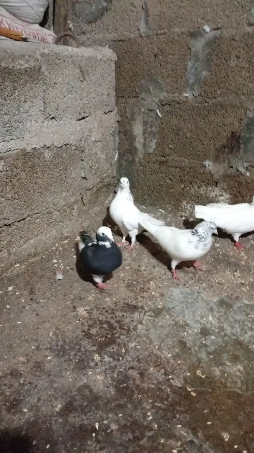 کبوتر یاکفتر|پرنده|رشت, منظریه|دیوار