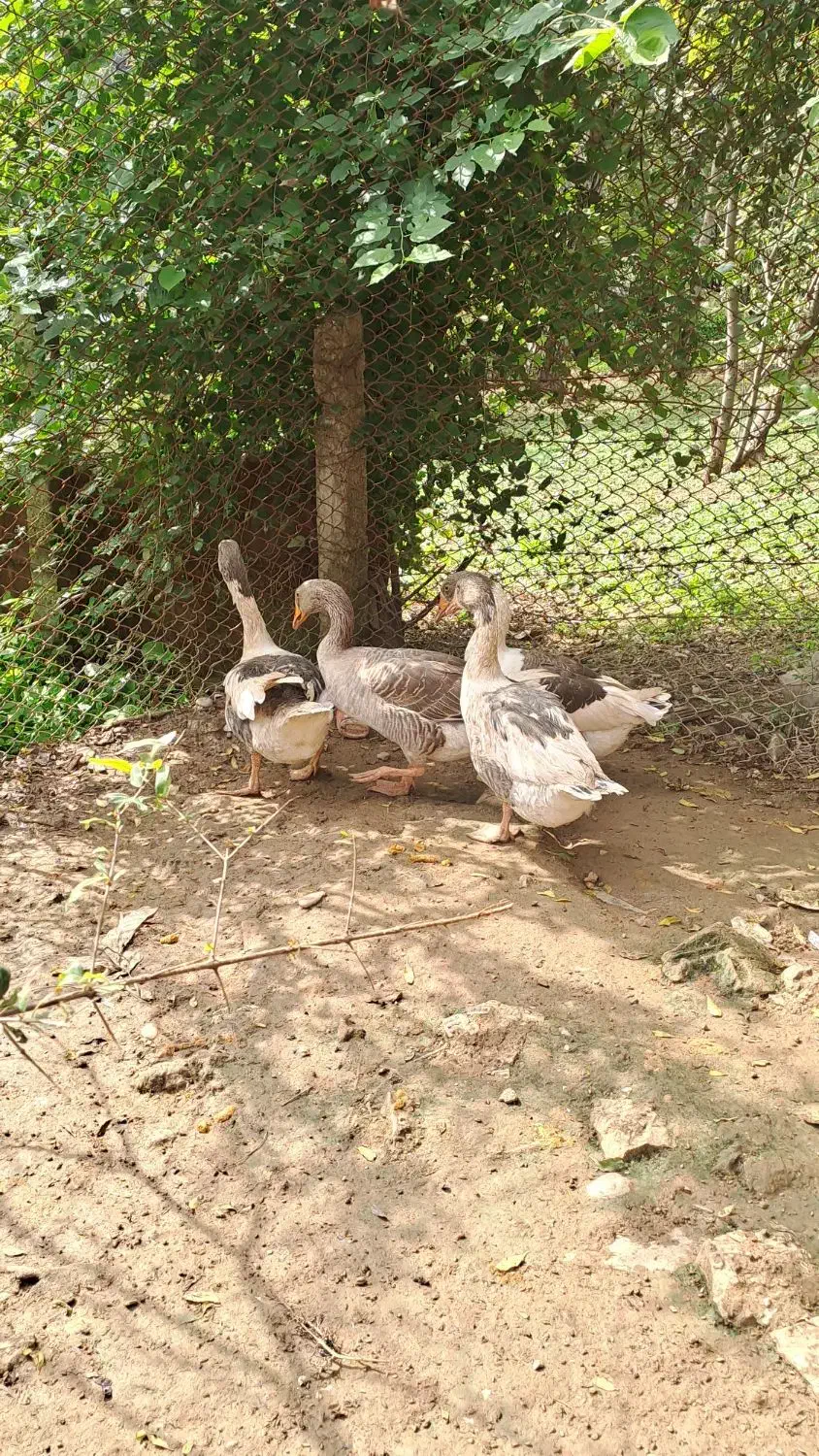 فروش ۴ تا غاز بالغ|حیوانات مزرعه|پایین هولار, |دیوار