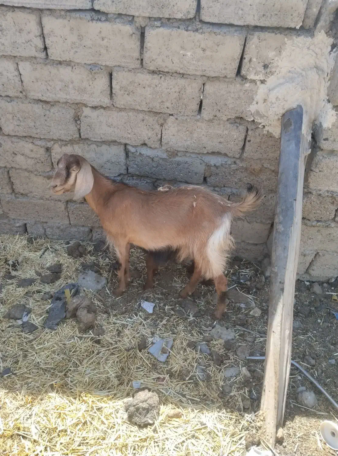 بز‌.|حیوانات مزرعه|زهک, |دیوار