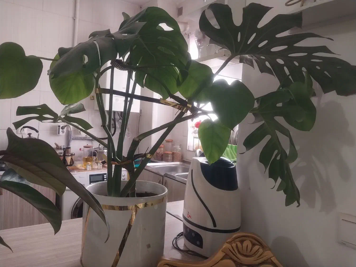 فروش گل|گل و گیاه طبیعی|پرند, فاز ۵|دیوار