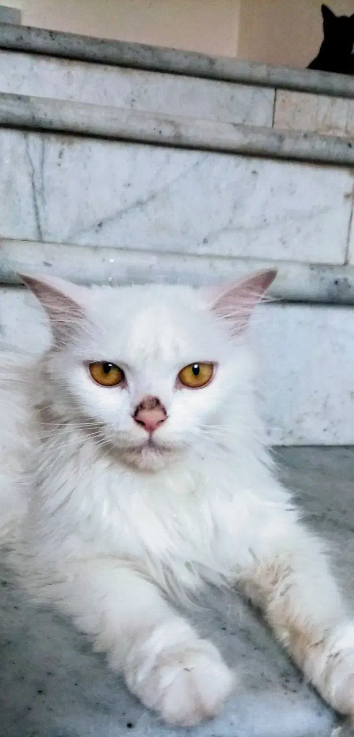 گربه پرشین *گمشده*|حیوانات|بندرعباس, |دیوار