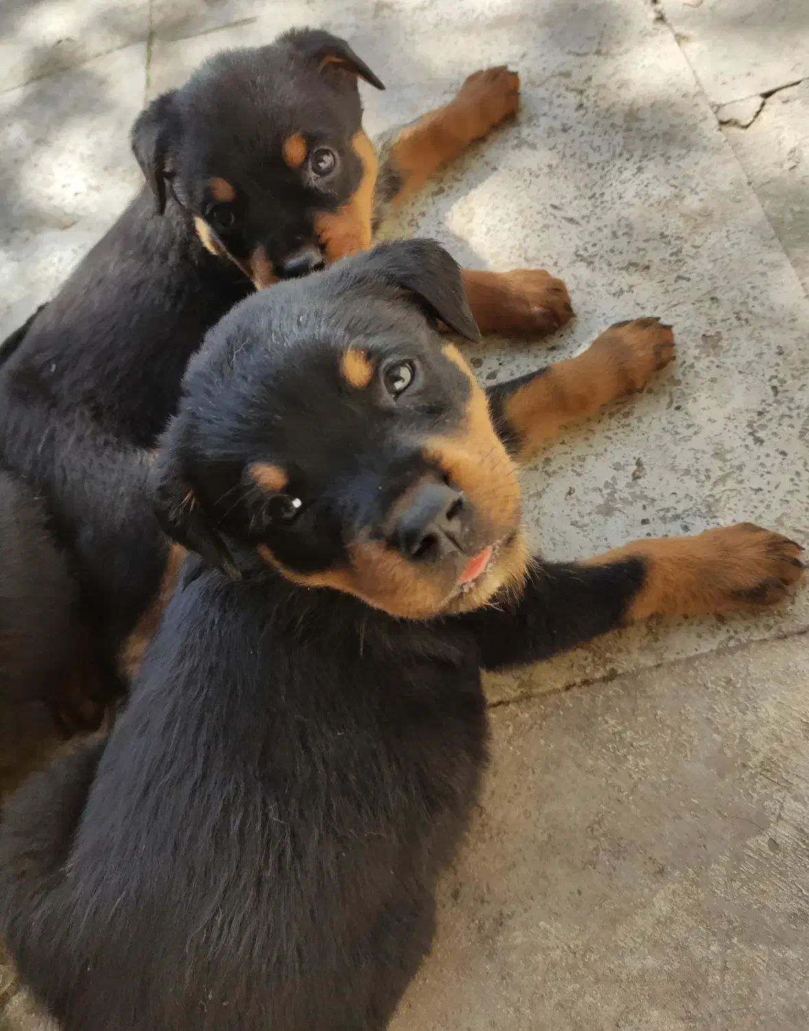 روتوایلر گرید A اصیل به ضمانت|سگ|تهران, زرگنده|دیوار