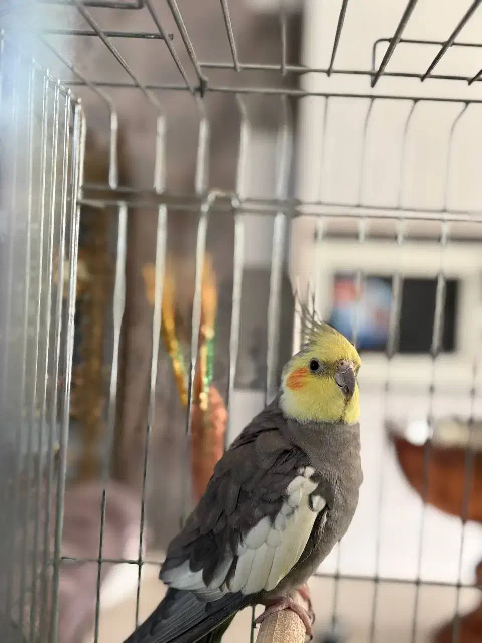 عروس هلندی سینامون|پرنده|ری, سیزده آبان|دیوار