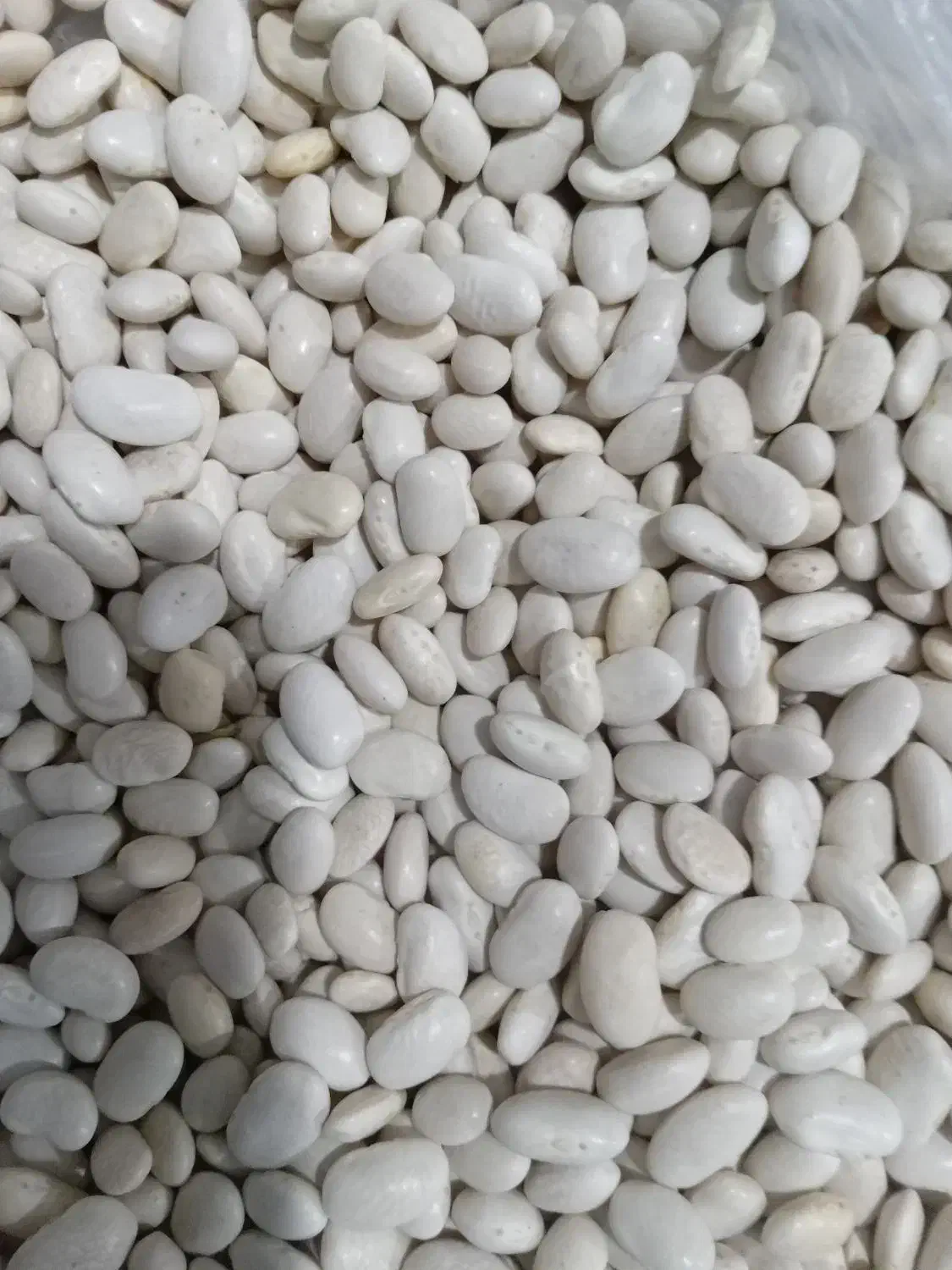 لوبیا محلی|خوردنی و آشامیدنی|هرسین, |دیوار