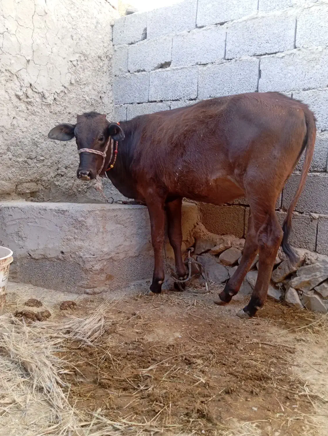 گاو و گوساله|حیوانات مزرعه|سراوان, |دیوار