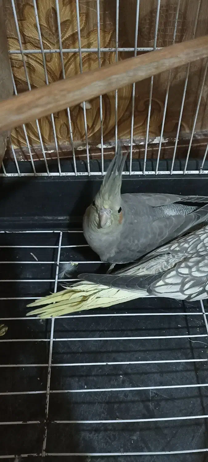 یک جفت عروس هلندی|پرنده|صباشهر, |دیوار