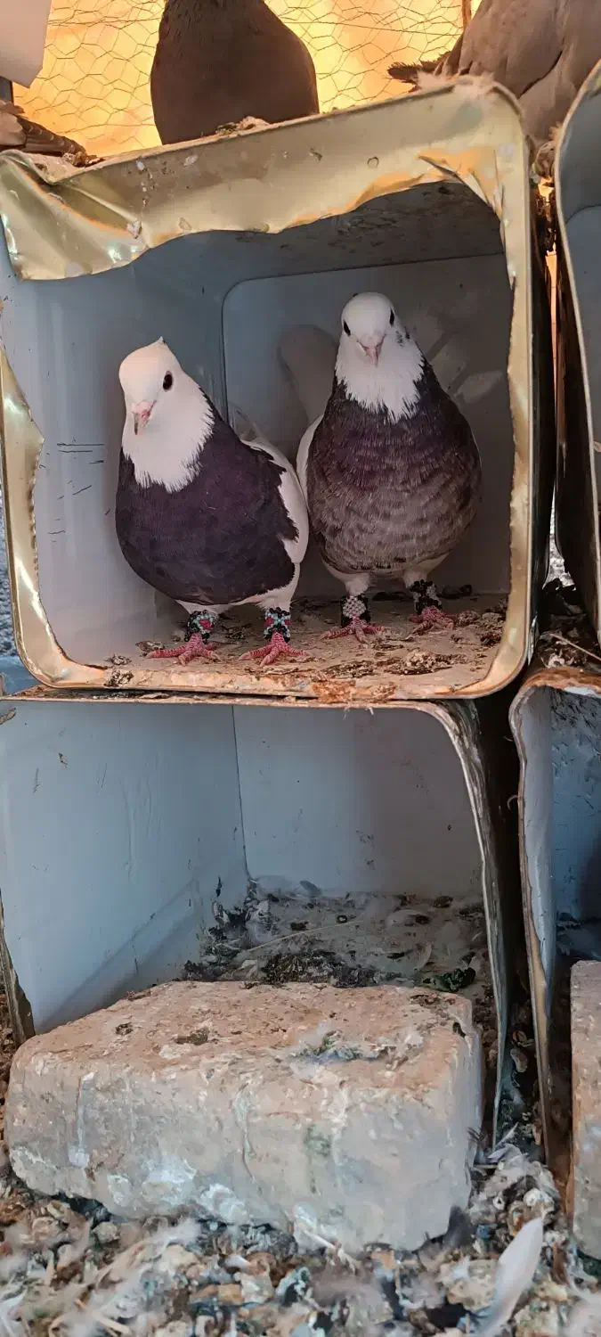 طوقی روزگاری|پرنده|لردگان, |دیوار