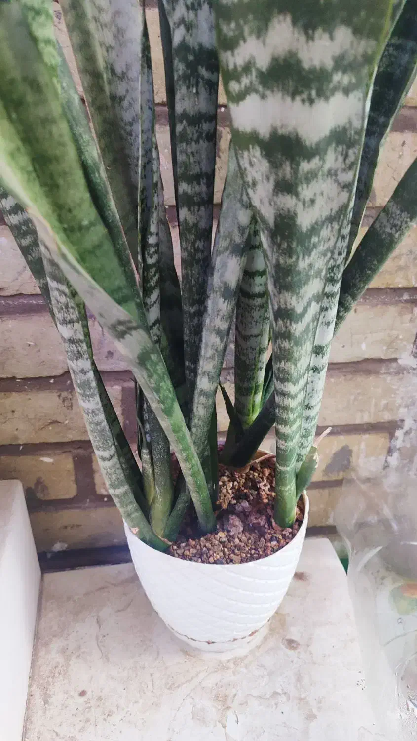 گل سانسوریا شمشیری و لب طلایی|گل و گیاه طبیعی|سمنان, |دیوار