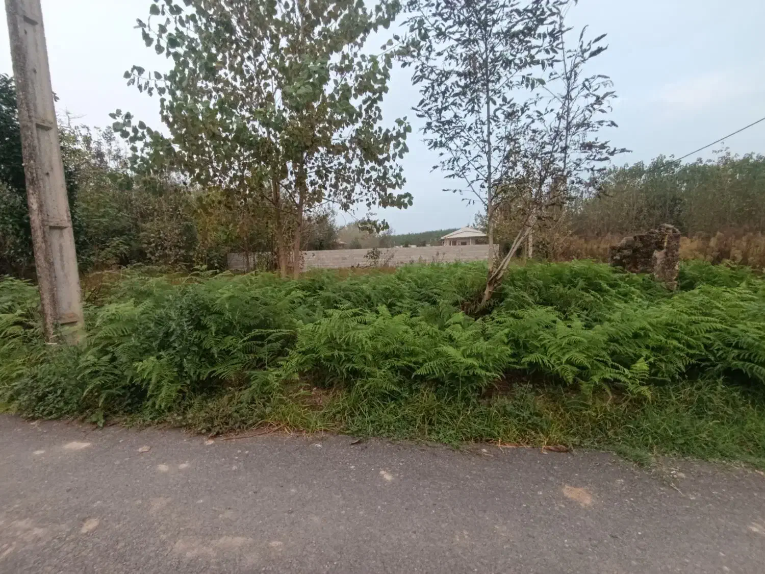 زمین 250 متری کاملا مسکونی|فروش زمین و ملک کلنگی|طاهرگوراب, |دیوار