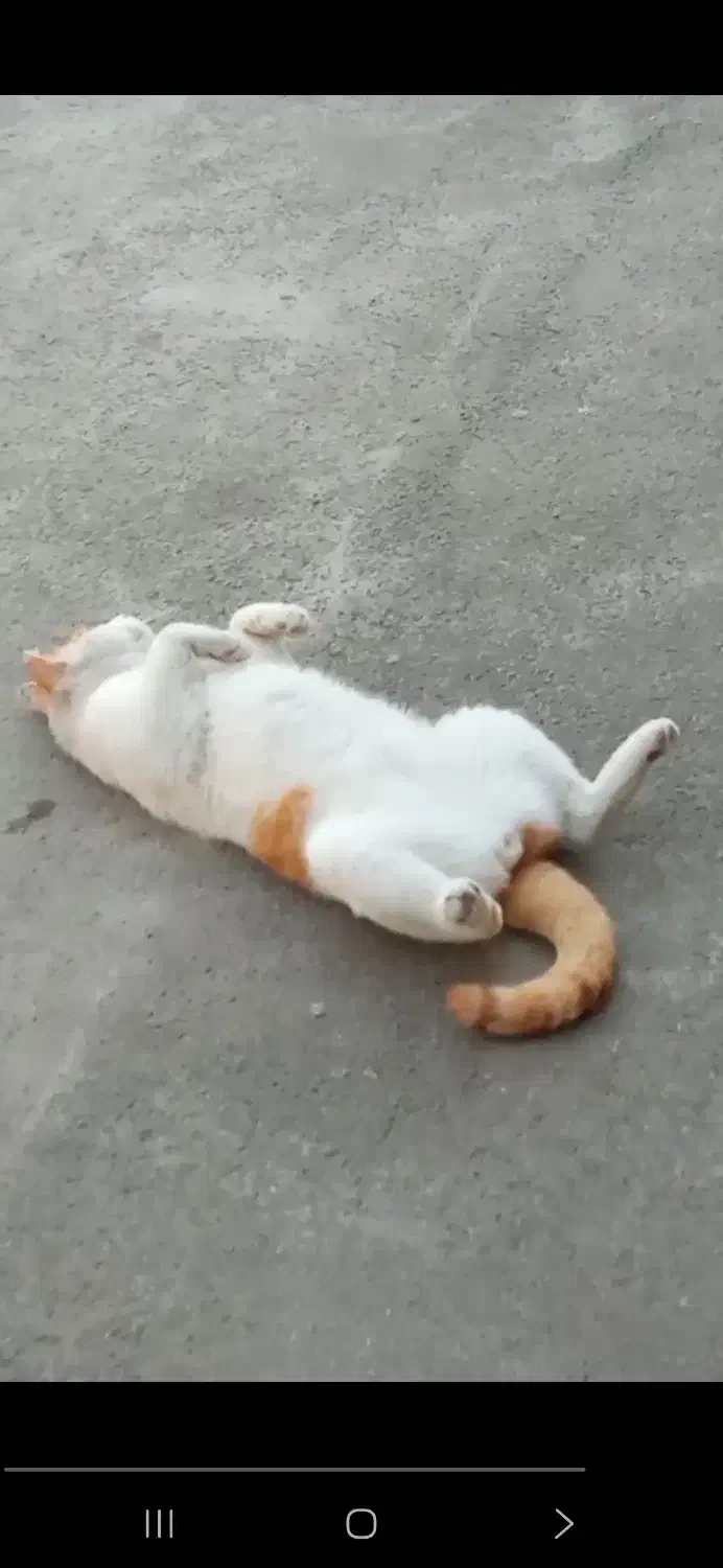 گربه گمشده مژدگانی|حیوانات|رشت, یخسازی|دیوار