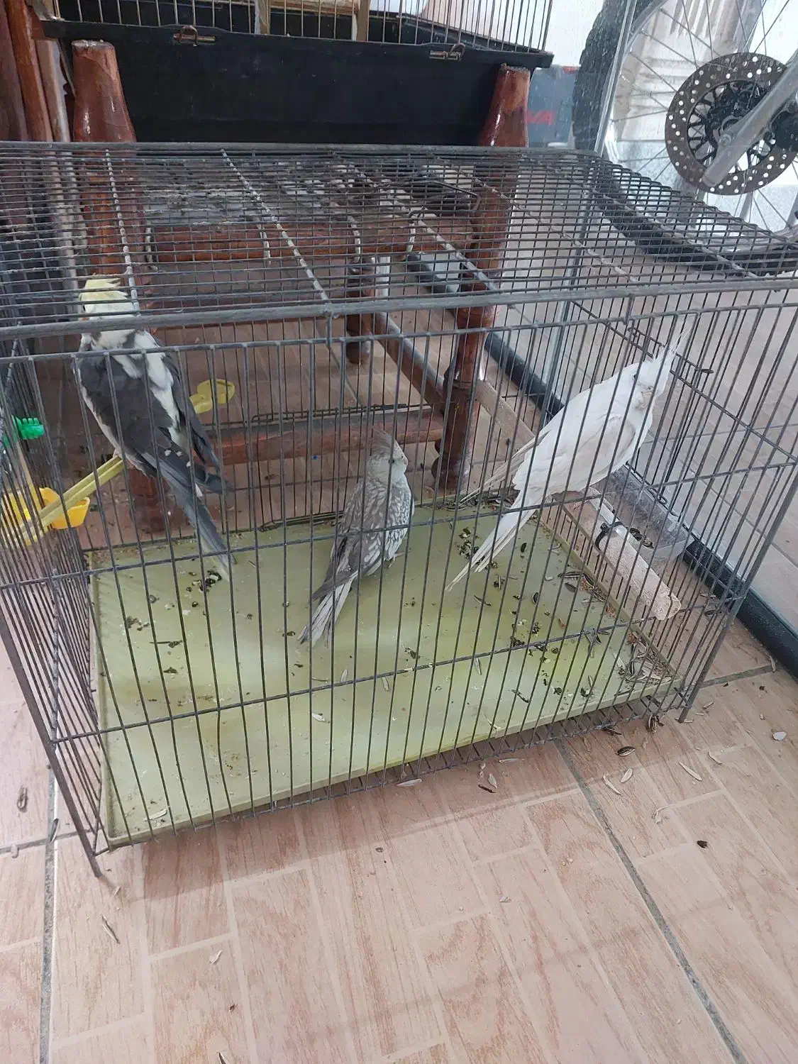 عروس هلندی|پرنده|بروجرد, |دیوار