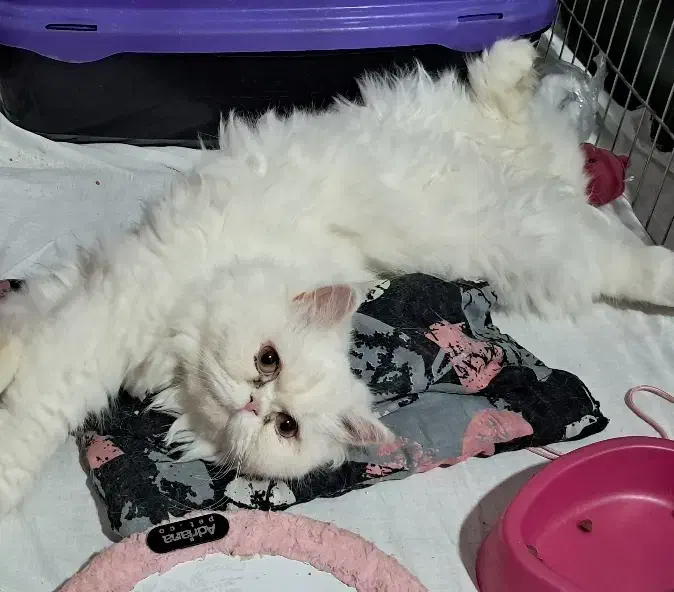 گربه پرشین|گربه|کرمانشاه, |دیوار