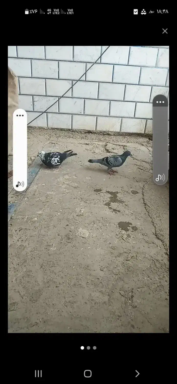 کفتر‌|پرنده|کلاله, |دیوار