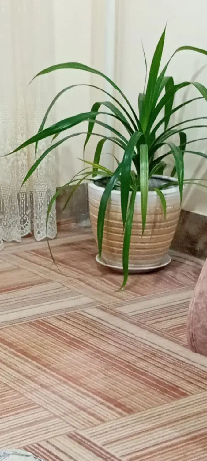 گندمی زیبا|بدلیجات|سرپل ذهاب, |دیوار