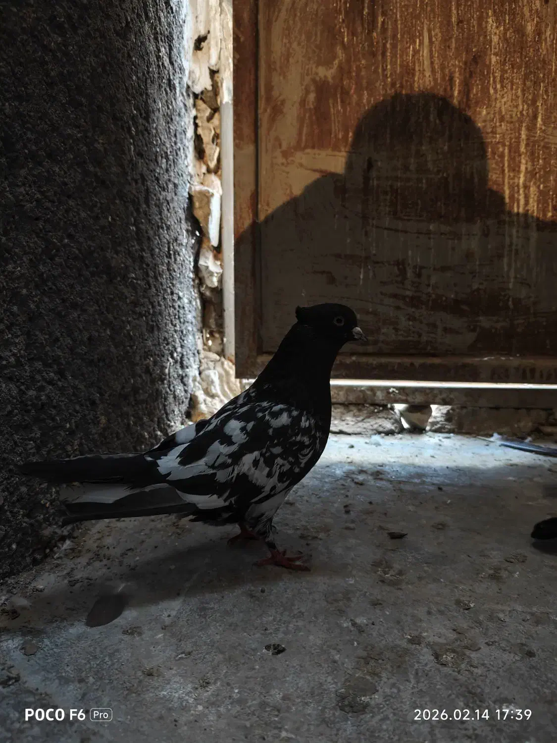 کبوتر|پرنده|مسجد سلیمان, |دیوار