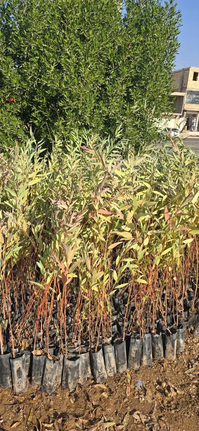 نهال آکالیپتوس (بید)|گل و گیاه طبیعی|اندیکا, |دیوار