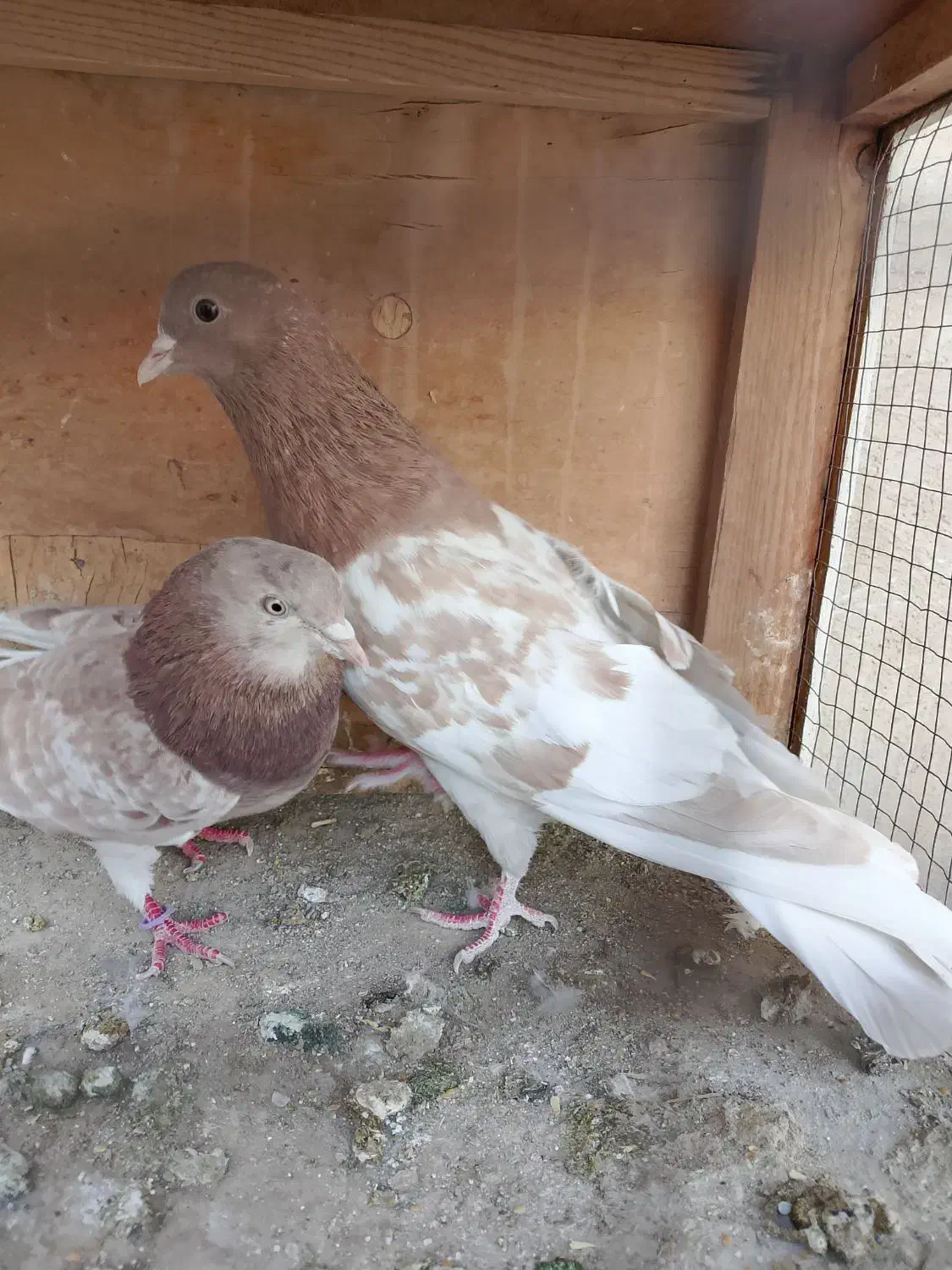 کبوتر.کفتر|پرنده|ری, شهادت|دیوار