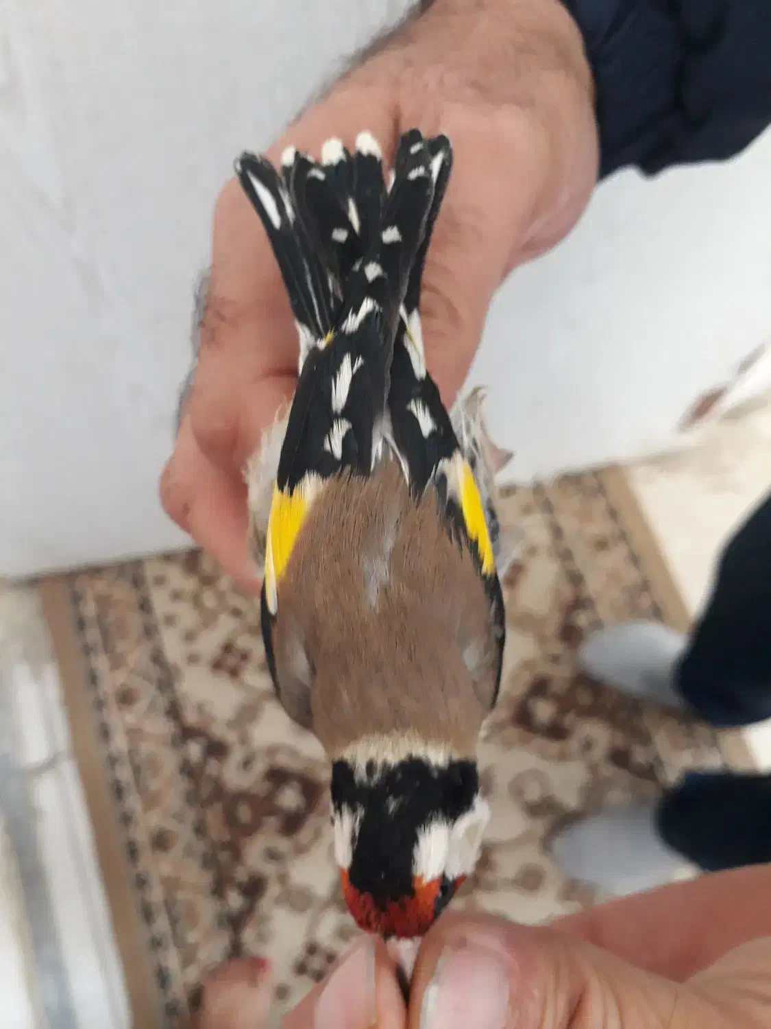 سیره باغی دوماه قفس|پرنده|کرمانشاه, |دیوار