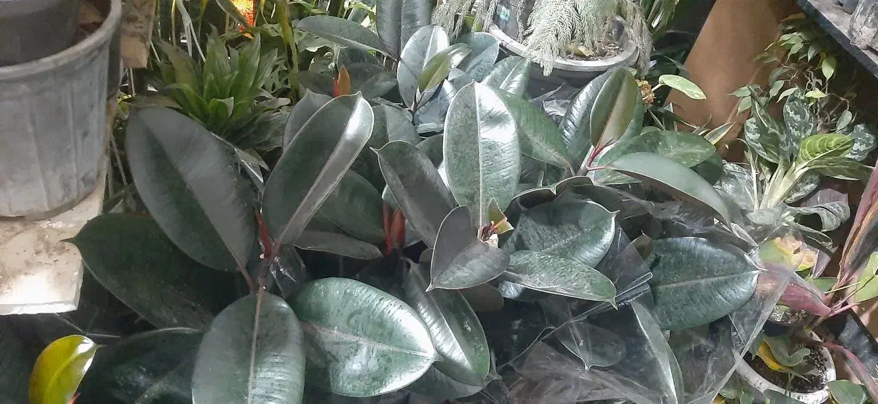 گل های طبیعی ارسال درب منزل|گل و گیاه طبیعی|اردبیل, |دیوار