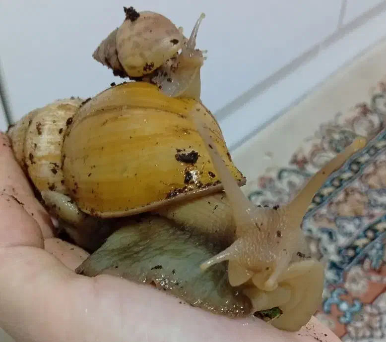 حلزون|خزنده|محمدشهر, محمدشهر|دیوار