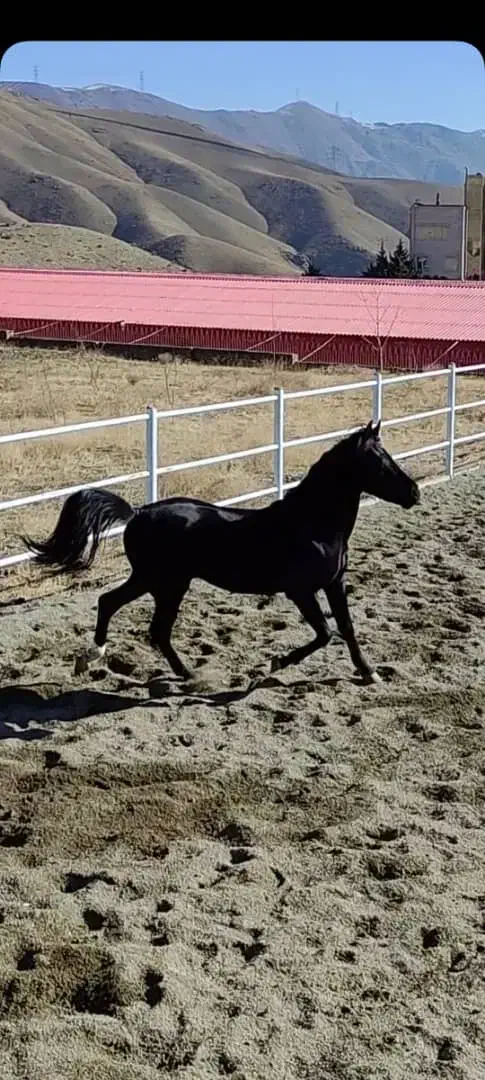 اسب دوسر عرب نر|اسب و تجهیزات اسبسواری|کرج, شهرک ولیعصر|دیوار