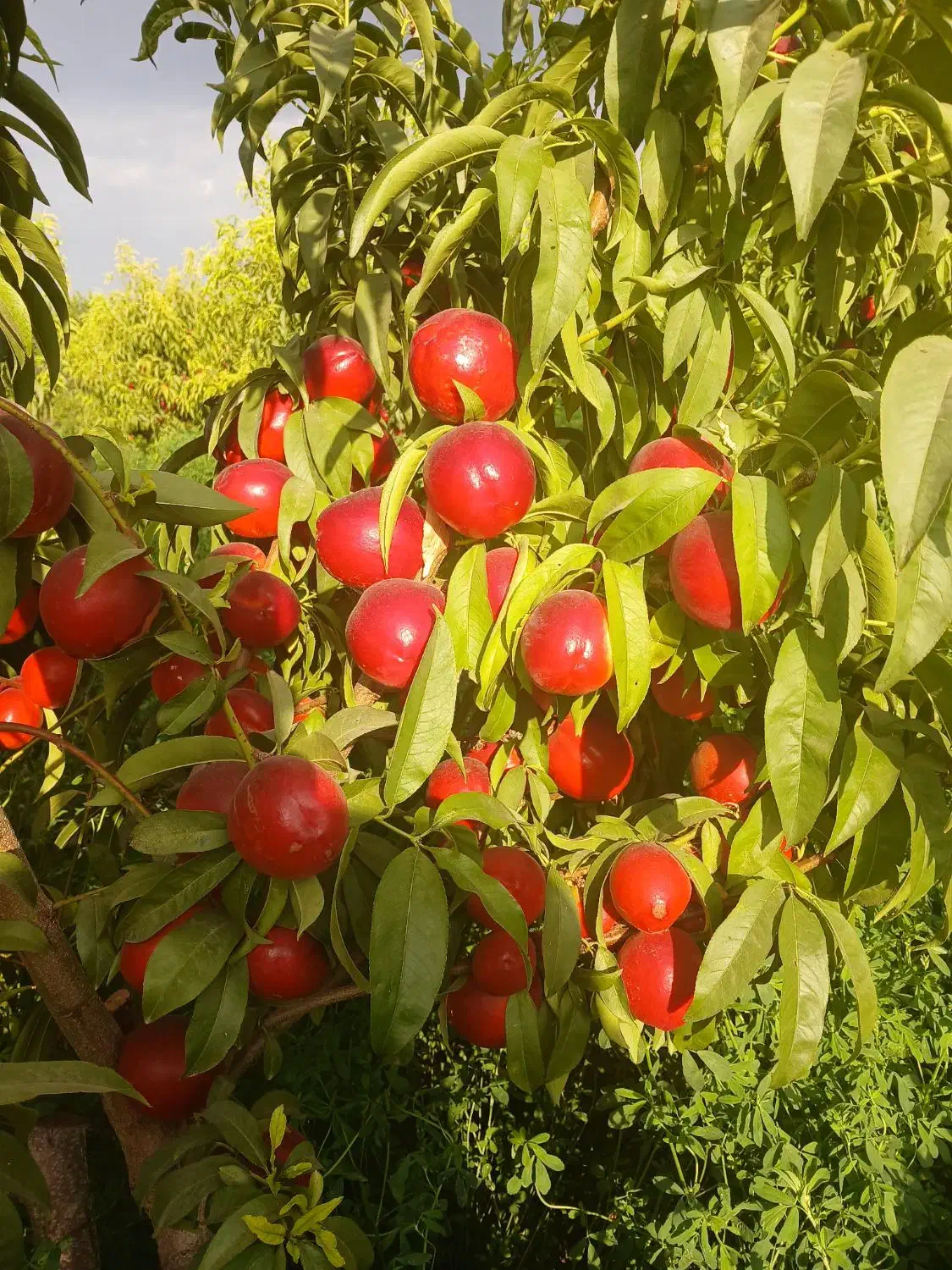 نهال|خدمات باغبانی و درختکاری|تهران, فلسطین (میدان انقلاب)|دیوار