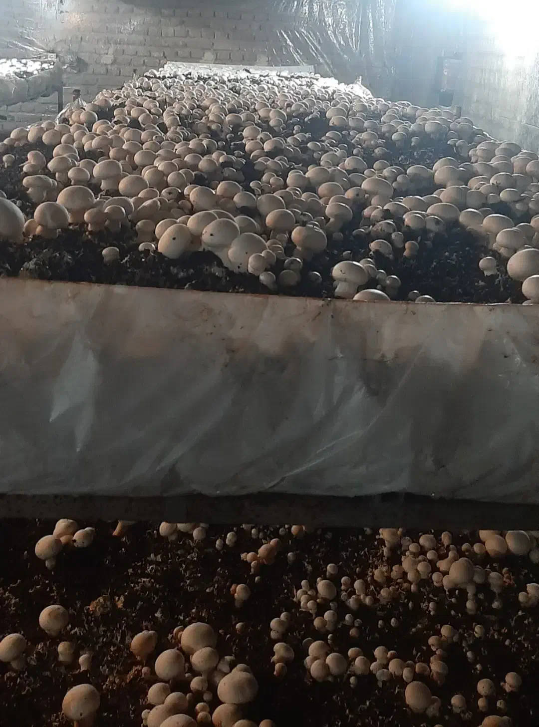 قارچ درجه یک|خوردنی و آشامیدنی|خوی, |دیوار