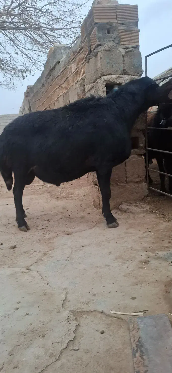 قوچ قره قزل|حیوانات مزرعه|چادگان, |دیوار