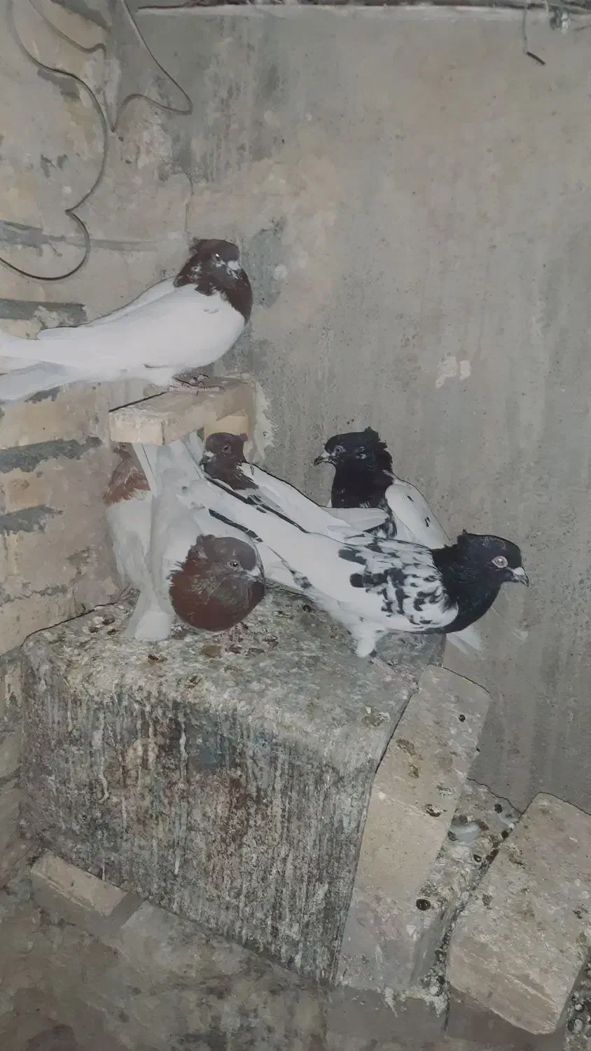 کبوتر|پرنده|خرمآباد, |دیوار