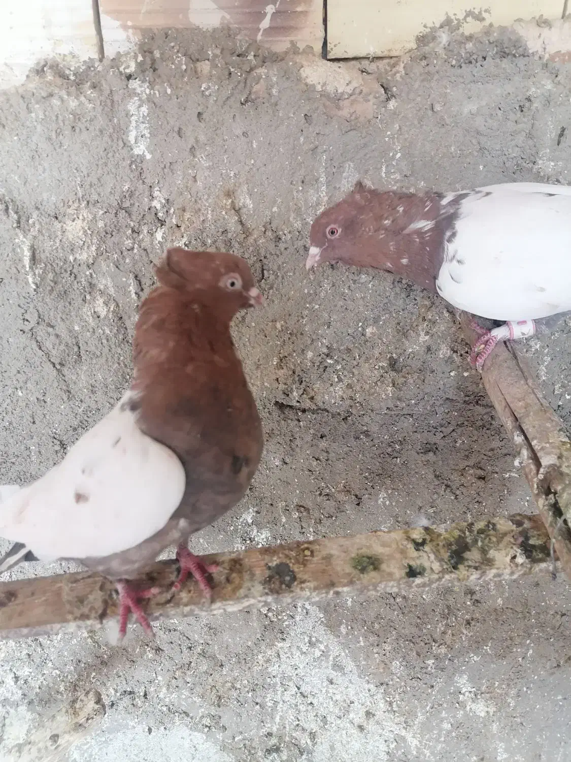 فروش|پرنده|زارچ, |دیوار