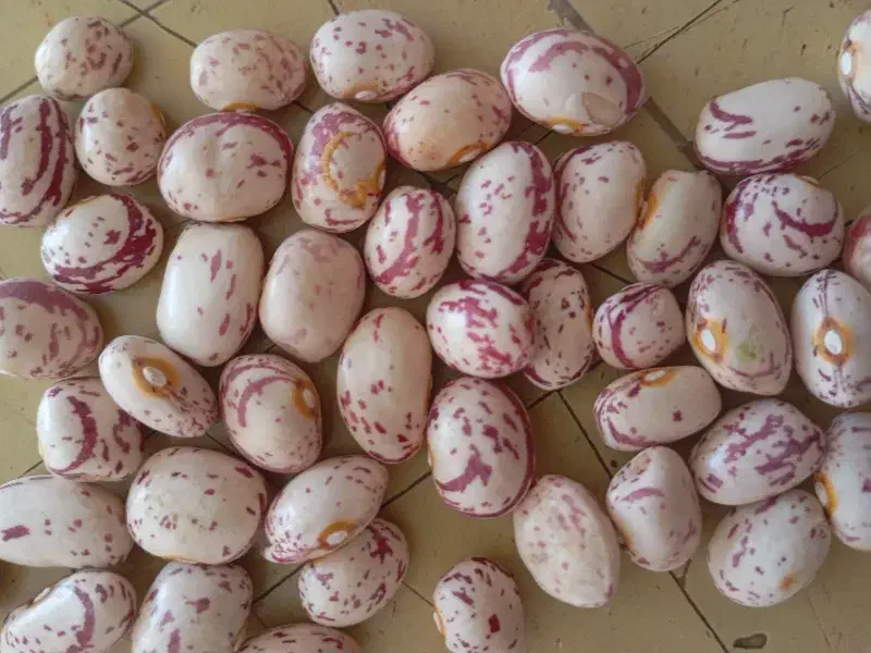 لوبیا چیتی|عمده‌فروشی|کبودرآهنگ, |دیوار