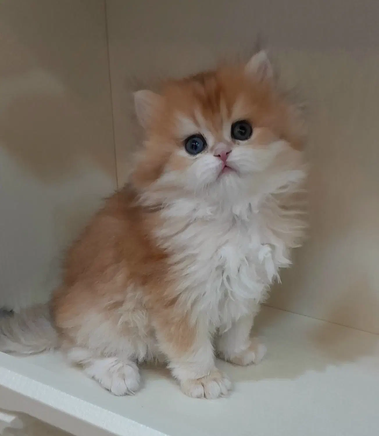 گربه های اصیل و خالص و شجره دار|گربه|شیراز, عفیف‌آباد|دیوار